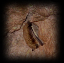 2188 Bat
